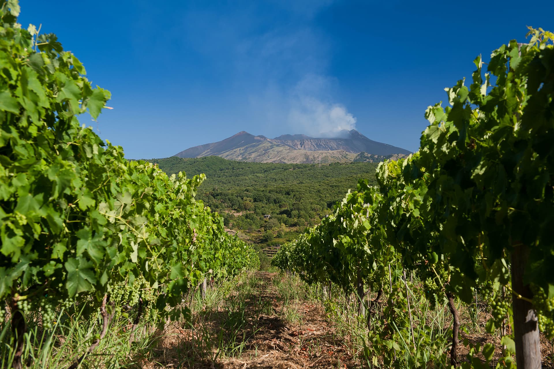 Tasting and Light Lunch at Tenuta Monte Gorna