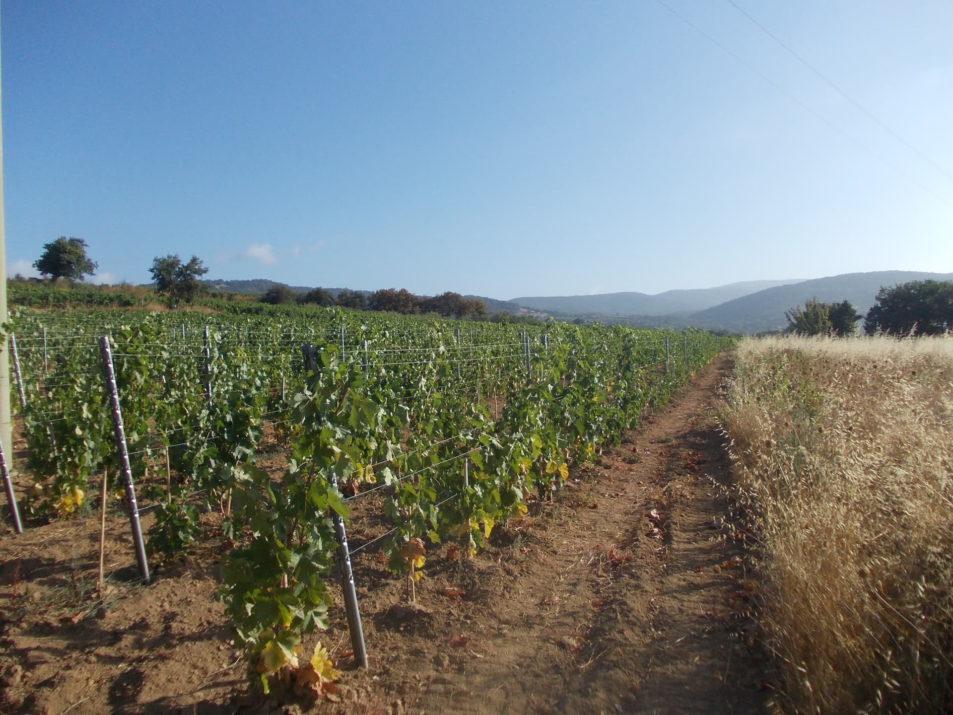 Cantina del Mandrolisai
