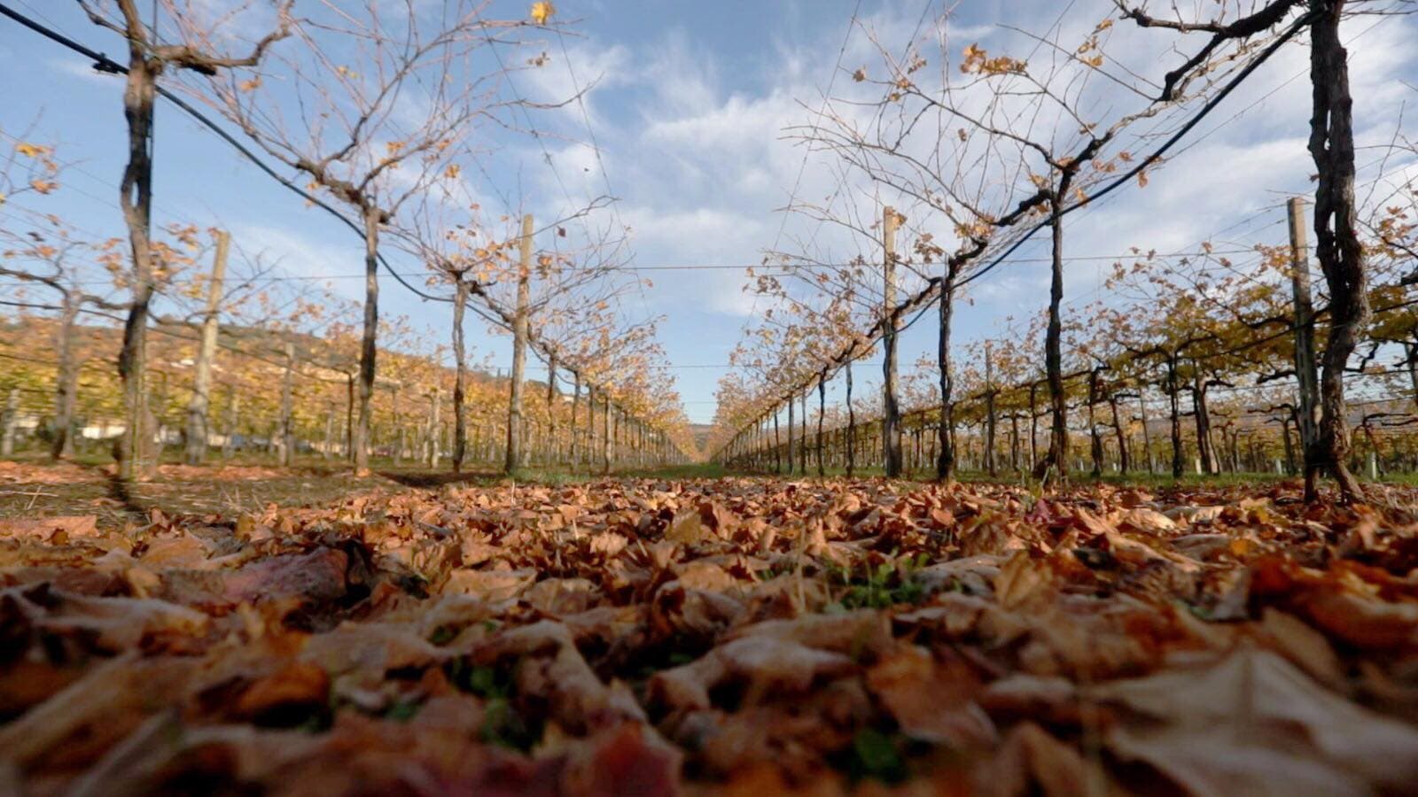 Farina Wines