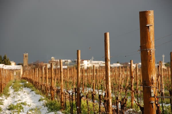 Azienda Agricola La Vinarte foto 2