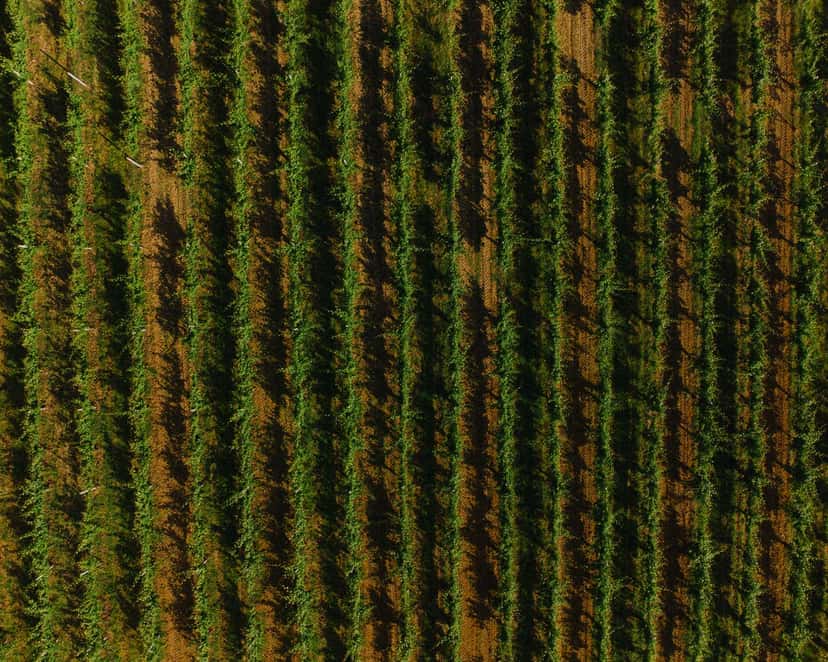 Degustação de vinhos e passeio pelos fascinantes vinhedos da Vinícola La Piana - 6 vinhos