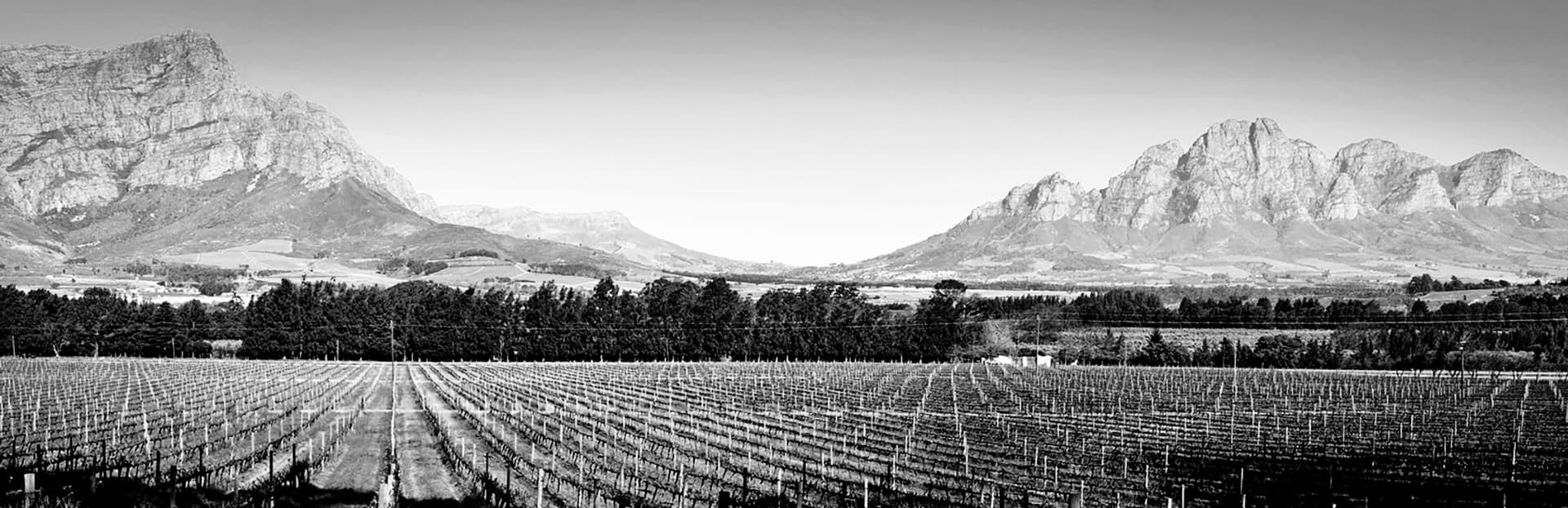 Topiary Wine Estate photo 1