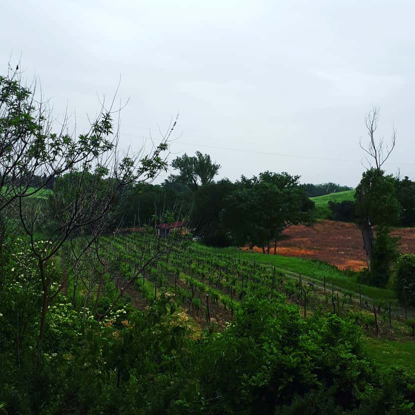 Browse all wineries in Montescudaio