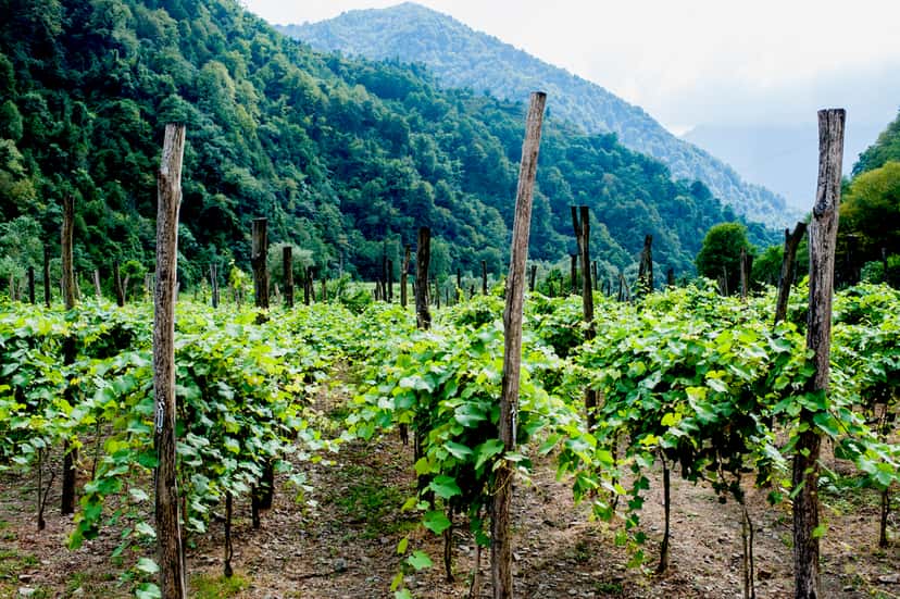 Adjara wine region