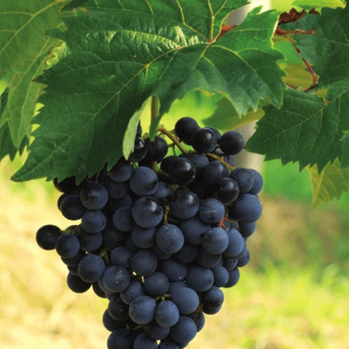 Weinprobe und Besichtigung im Vinska klet Vilij Bržan Marezige