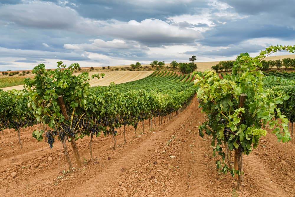 Vigneti in Spagna
