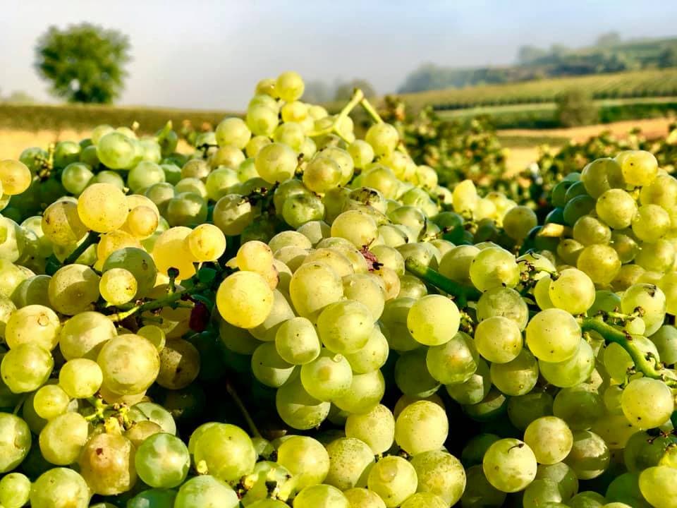 Weintour und Verkostung im Weingut Bärmann