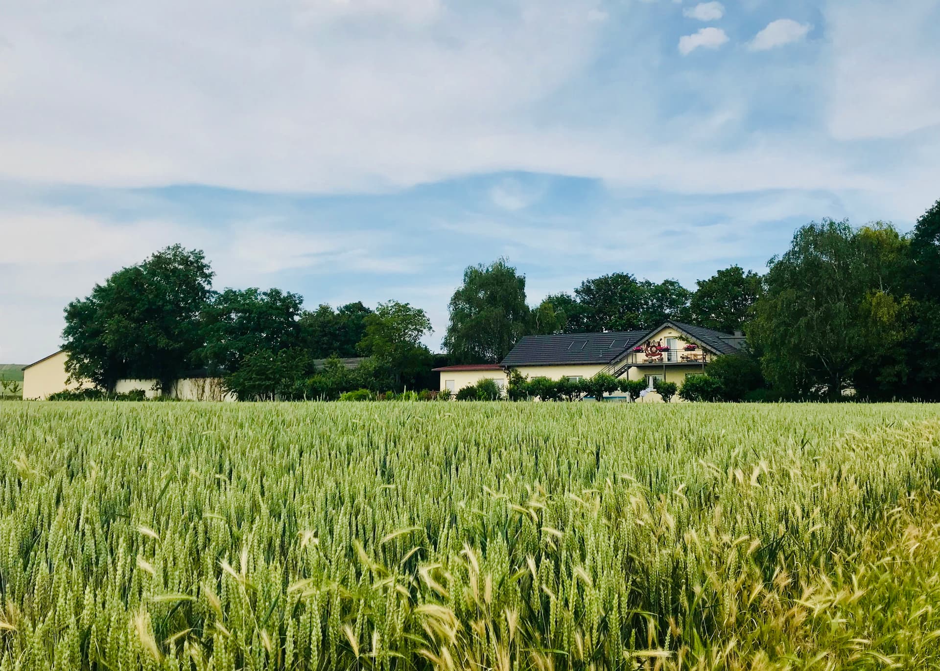 Weingut Paulinenhof foto 1