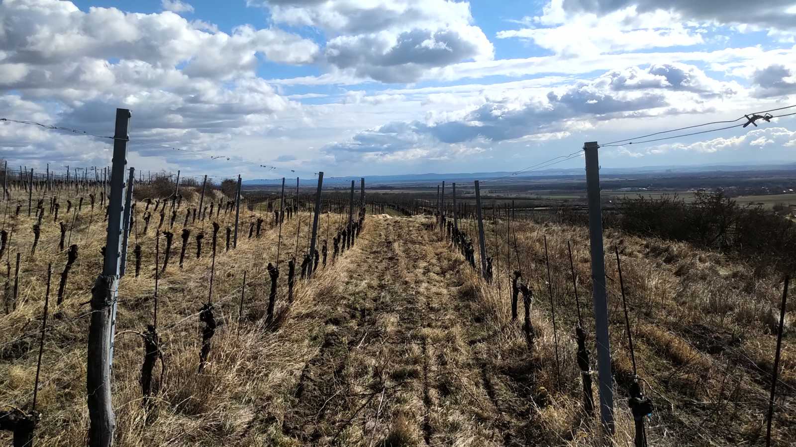 Degustazione di vini e tour a Wimmer Czerny