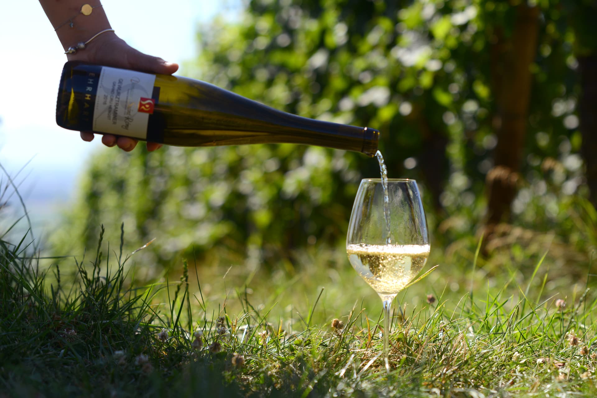 Cata y visita a la bodega Domaine Saint Remy