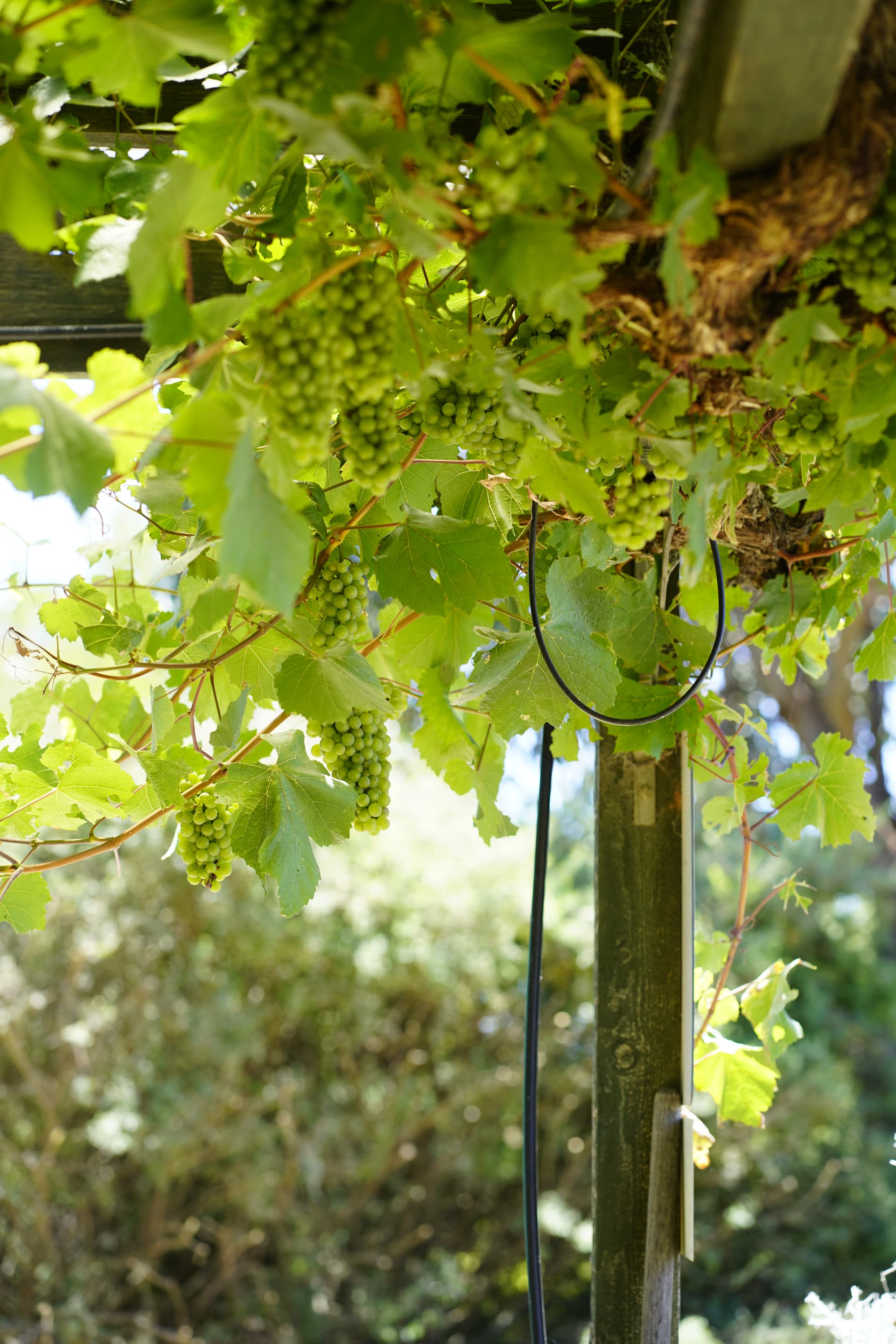 Jeir Creek Wines foto 4