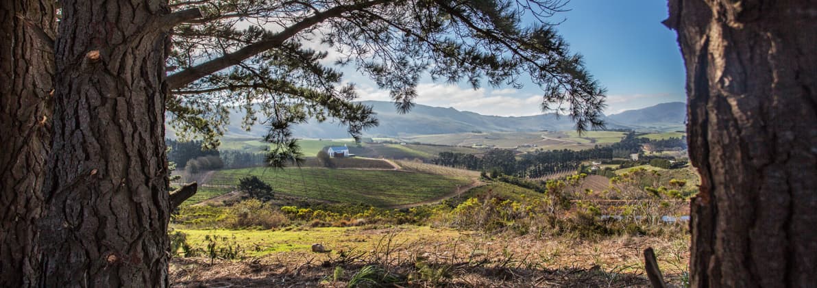 Whalehaven Wines