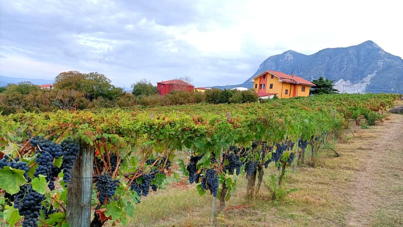 Macchia Dei Briganti Winery