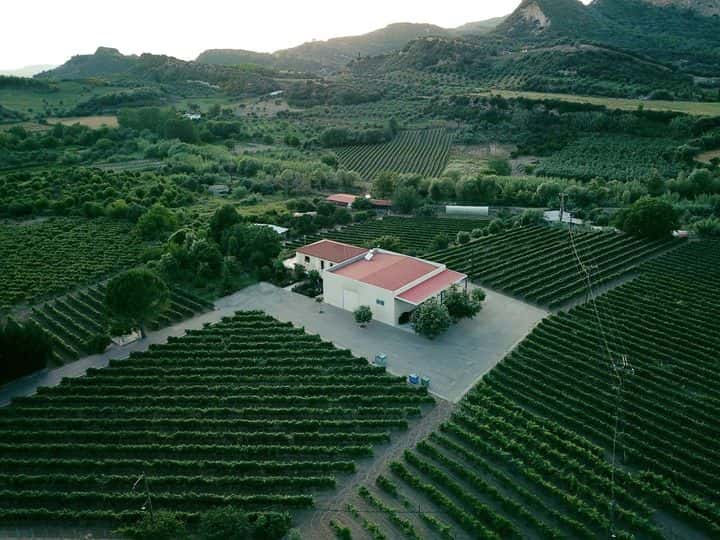 Degustazione di vini e tour presso l'Olympia Land Estate