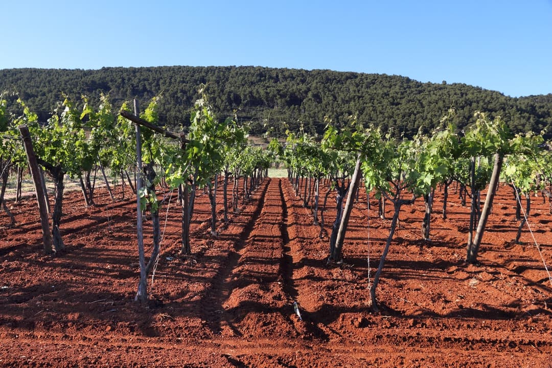 Traditional Vyneyards Of Puglia Wine Region