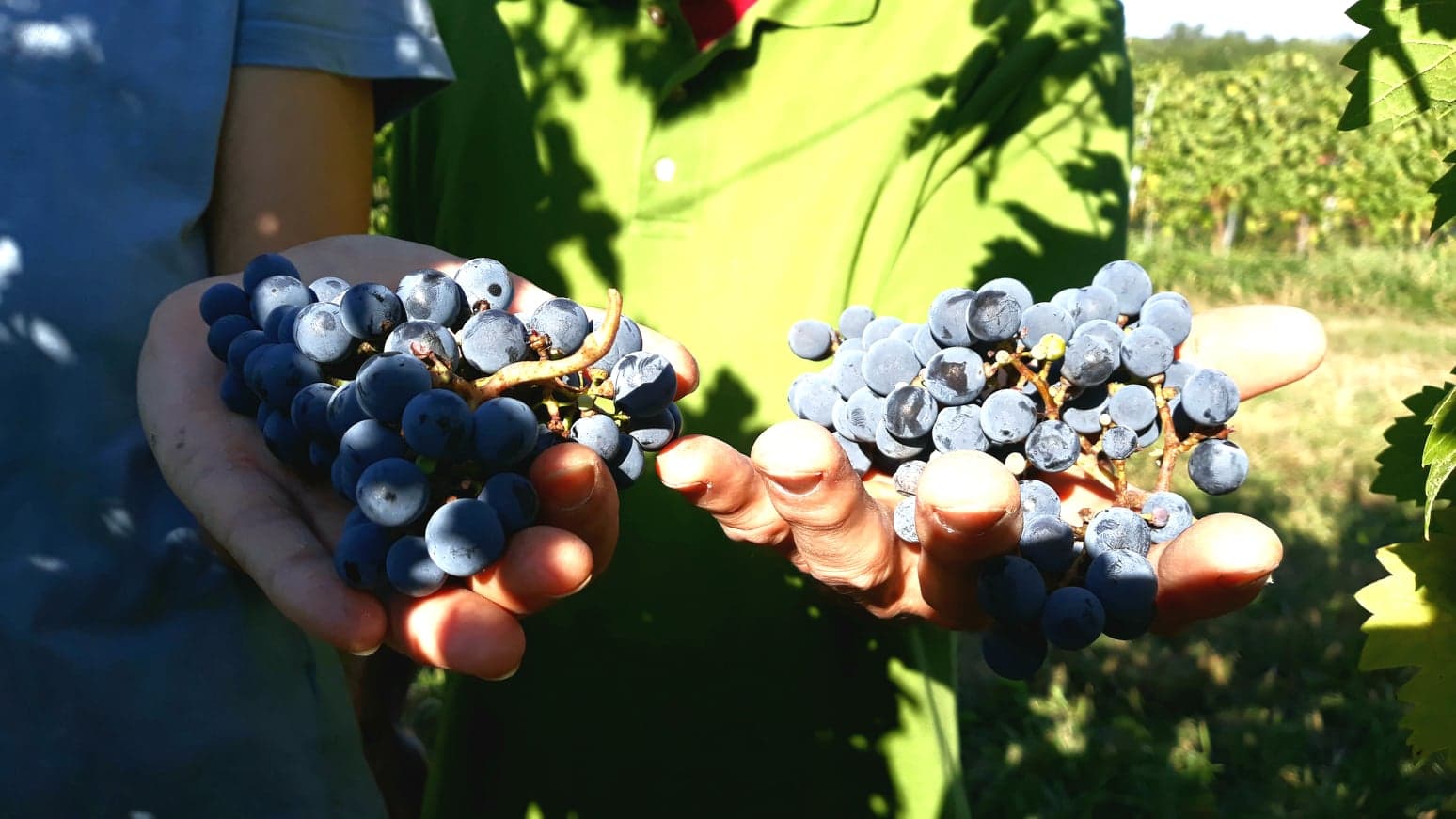 Vinprovning på Wasmann Biodynamiska viner Villány