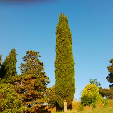 Gratena - Gratena