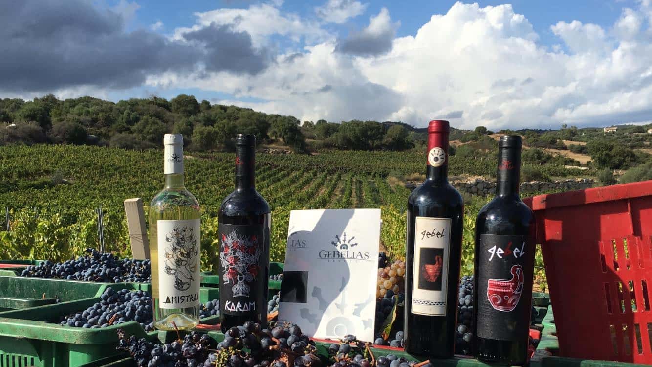 Taste Sardinian Wines in a Natural Vineyard Setting