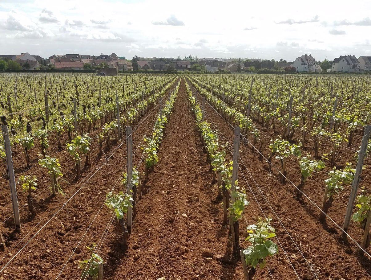 Domaine Besancenot