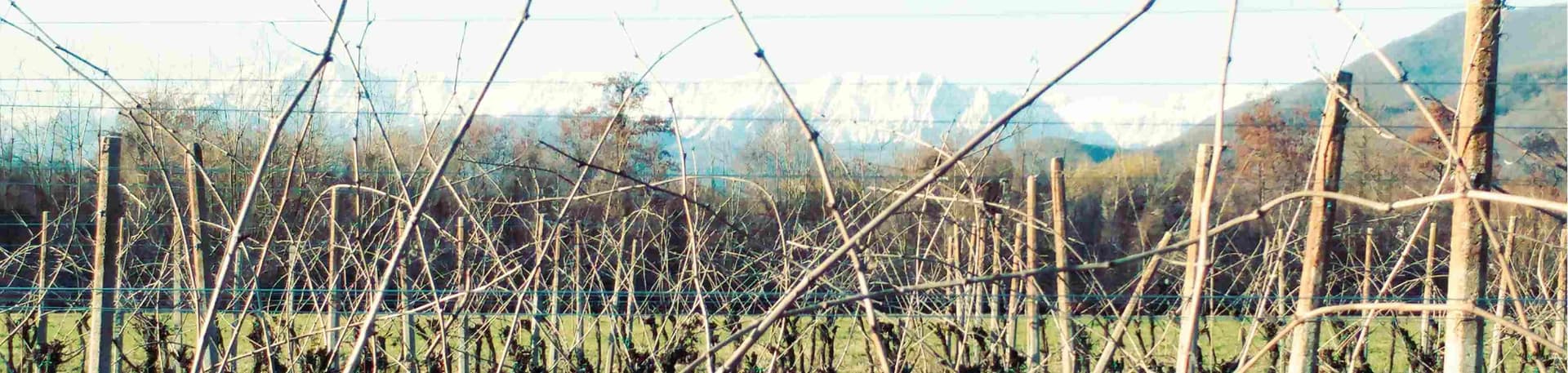 Cata de vinos y visita guiada en Gleni Wines
