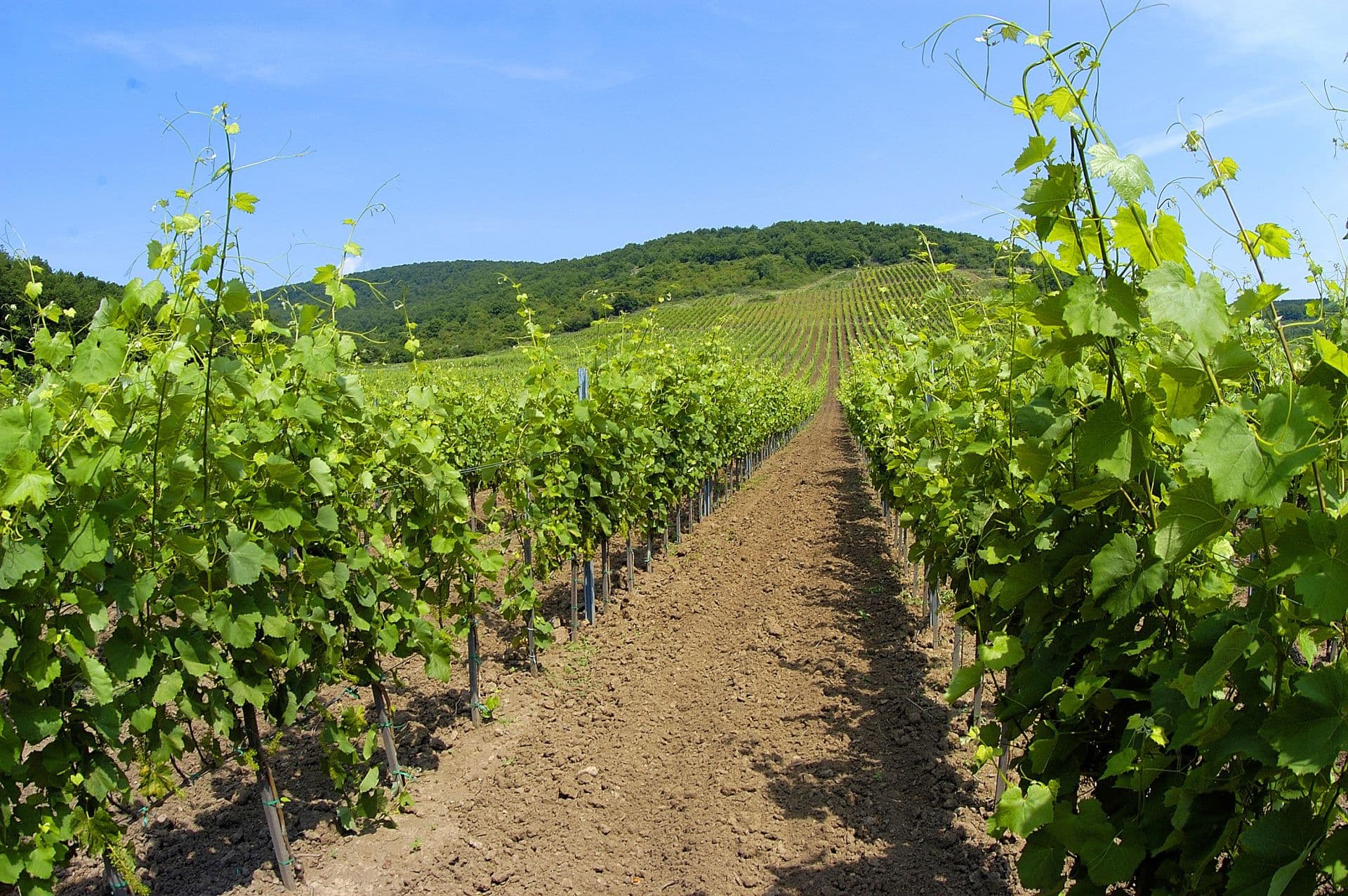 Cata de vinos en la bodega Gotz