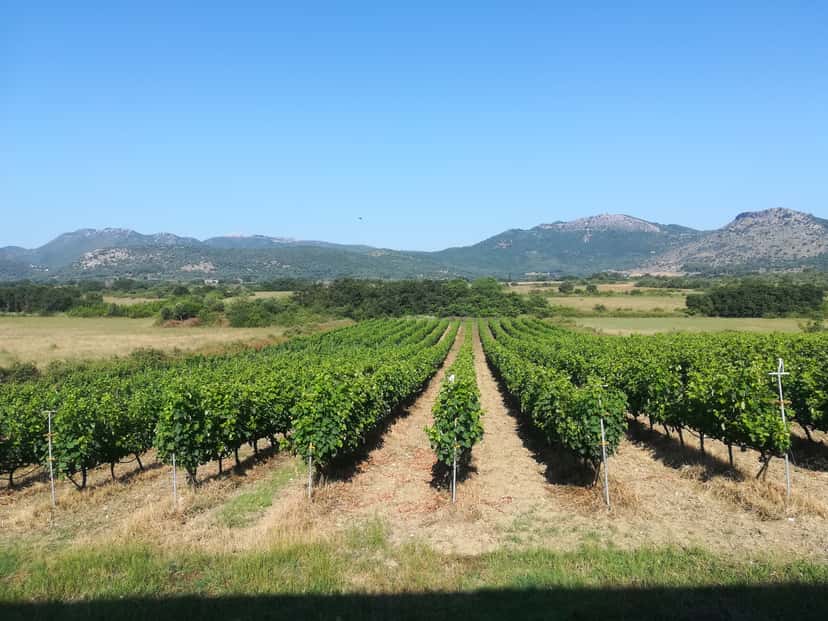 Degustação de vinhos e jantar na vinícola e viticultura Gerokostopoulos
