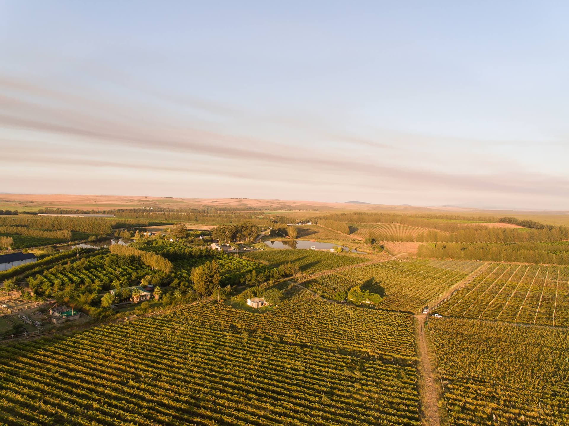 Olivedale Vineyards foto 3