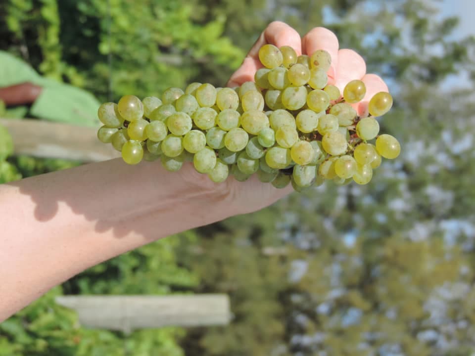 Olivedale Vineyards foto 5