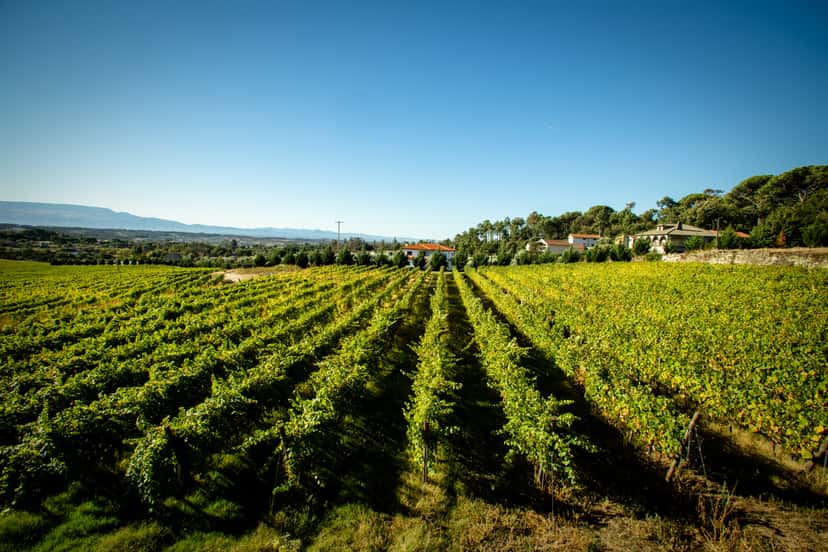 Palácio Condes de Anadia – Visita ao Jardim e Prova de Vinhos