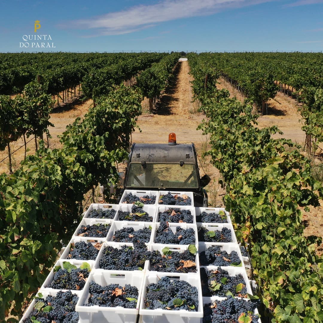 Alentejo Essence: Quinta do Paral Wine Journey