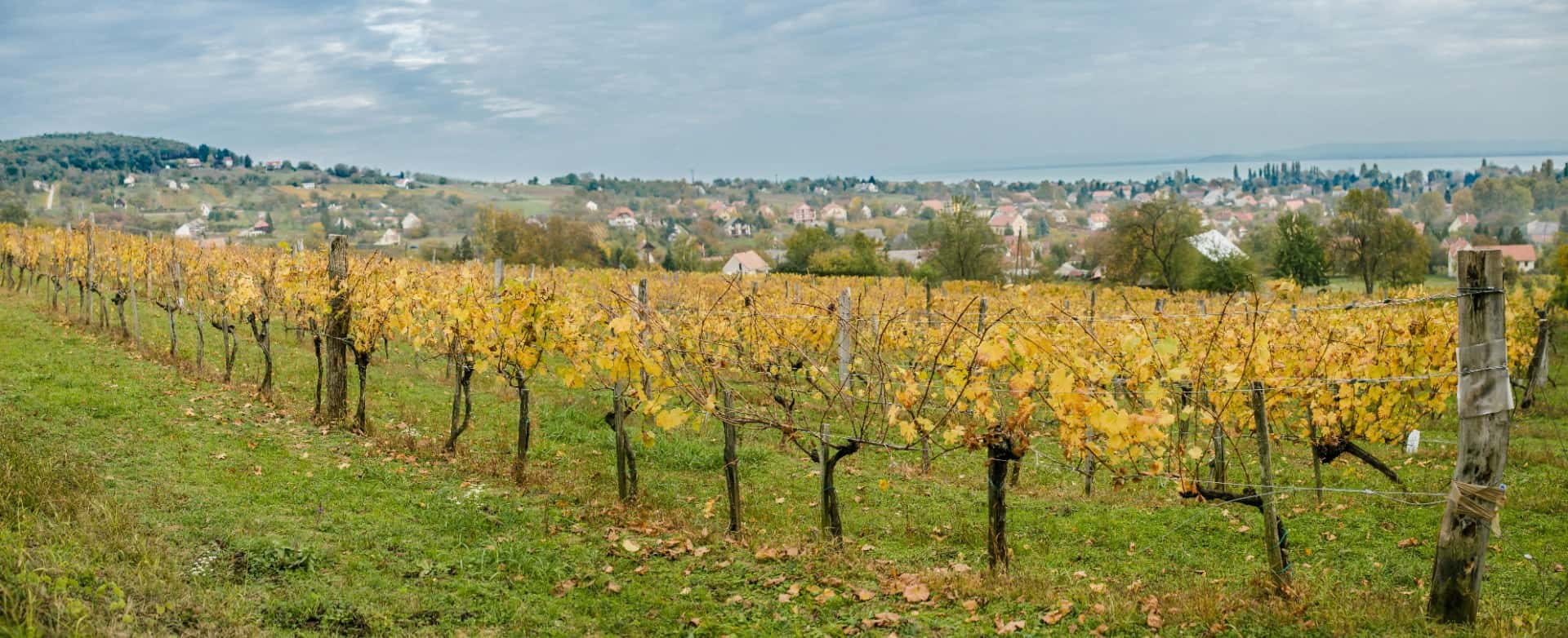 Vinprovning på Renata Winery