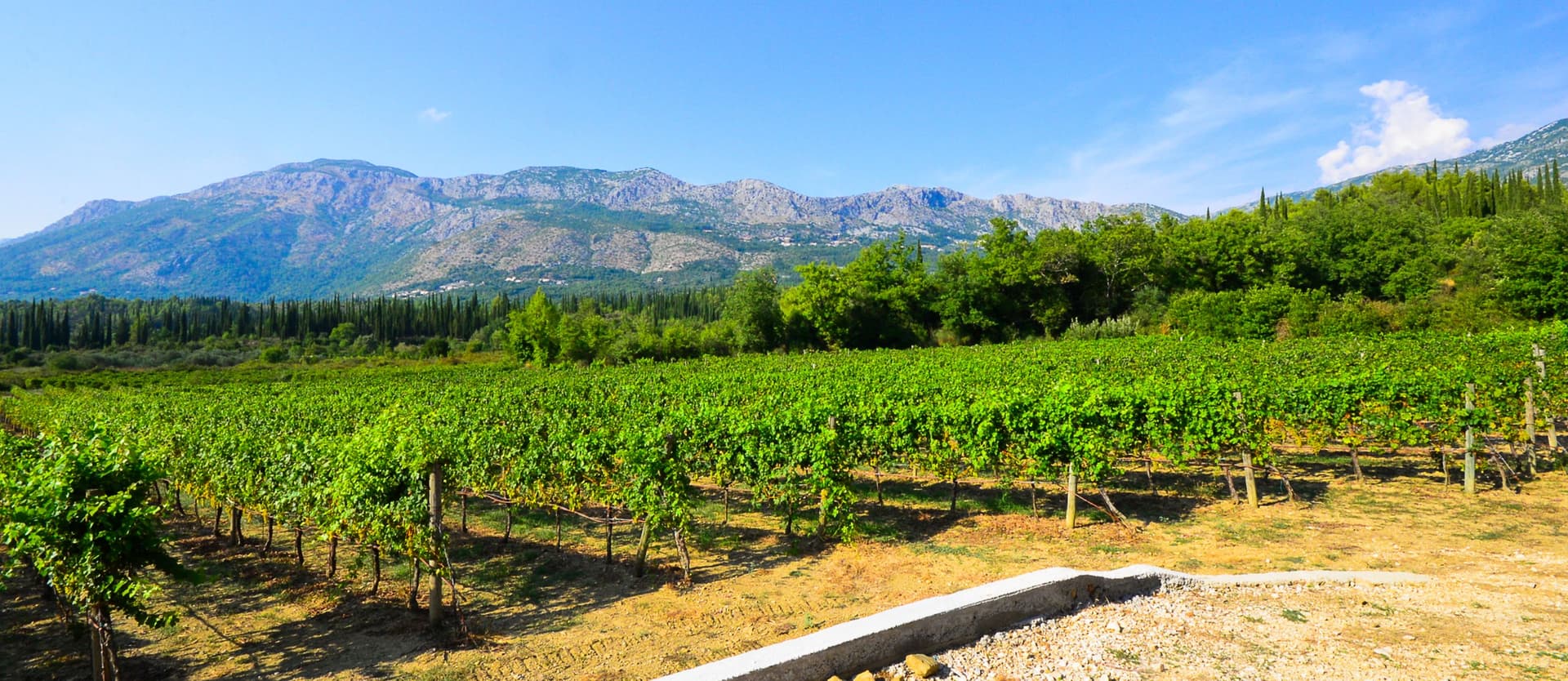 Winery Milicic Konavle foto 3