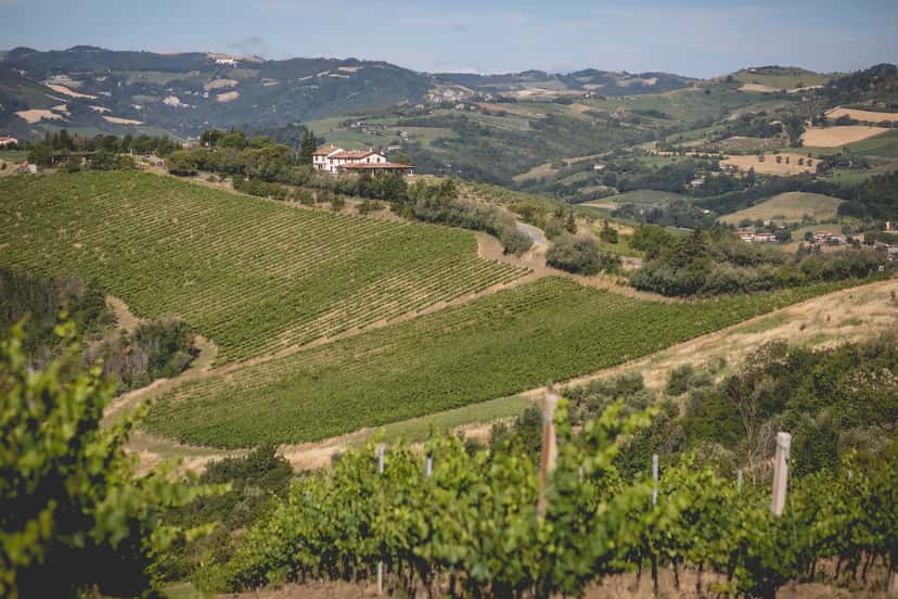 Azienda Agricola FIORENTINI VINI