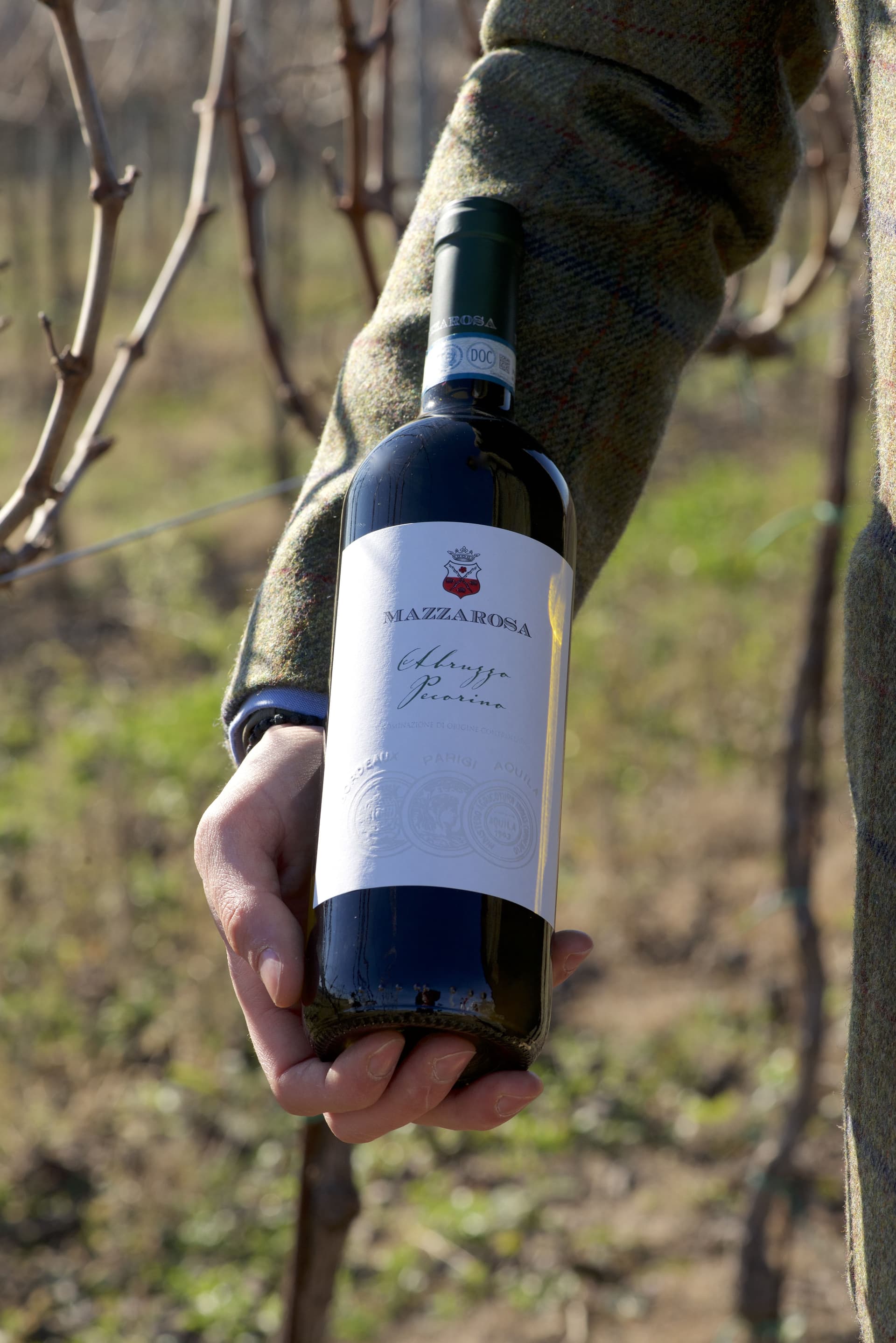 Cantina Mazzarosa: A Legacy of Sustainable Winemaking Foto 5
