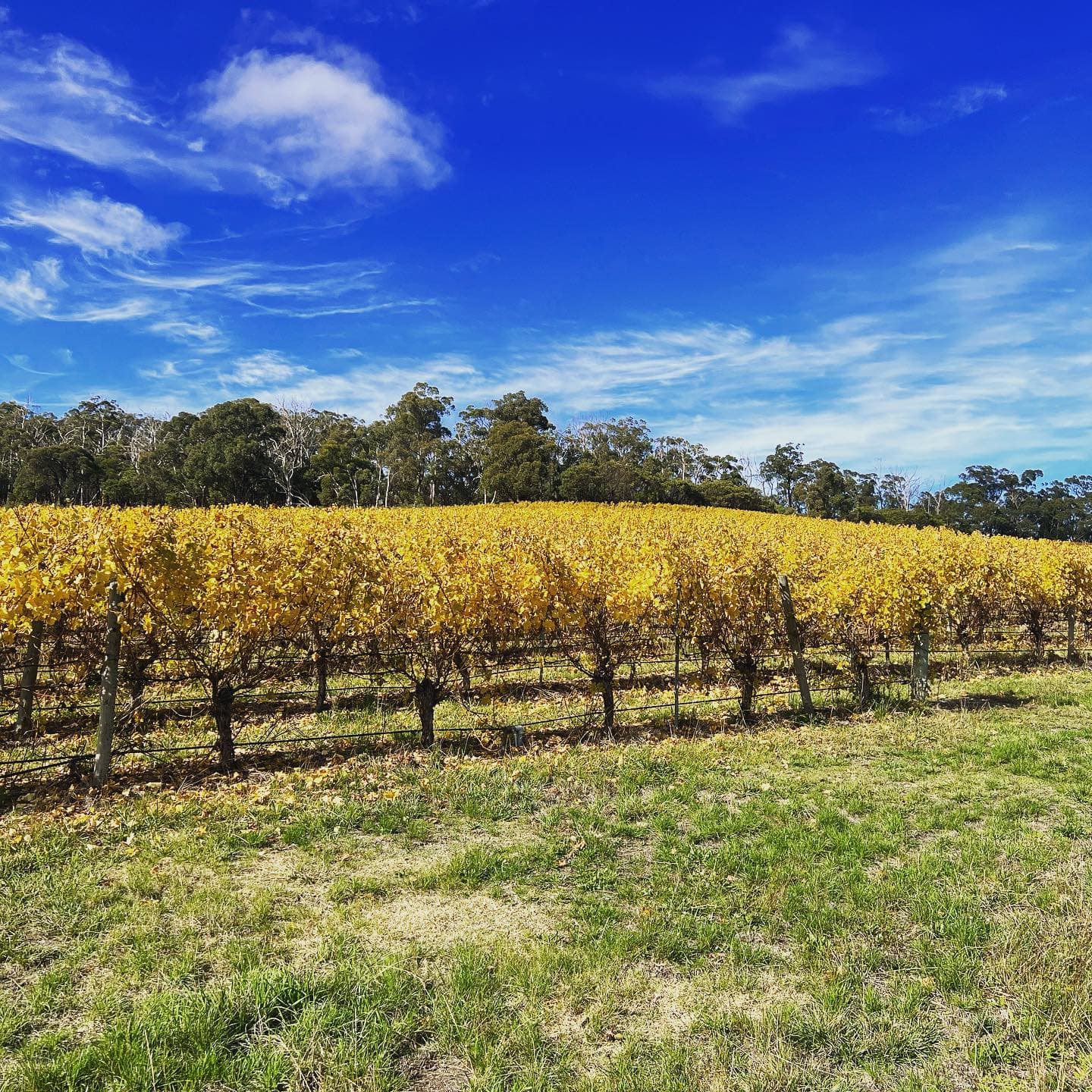 Elk Wines
