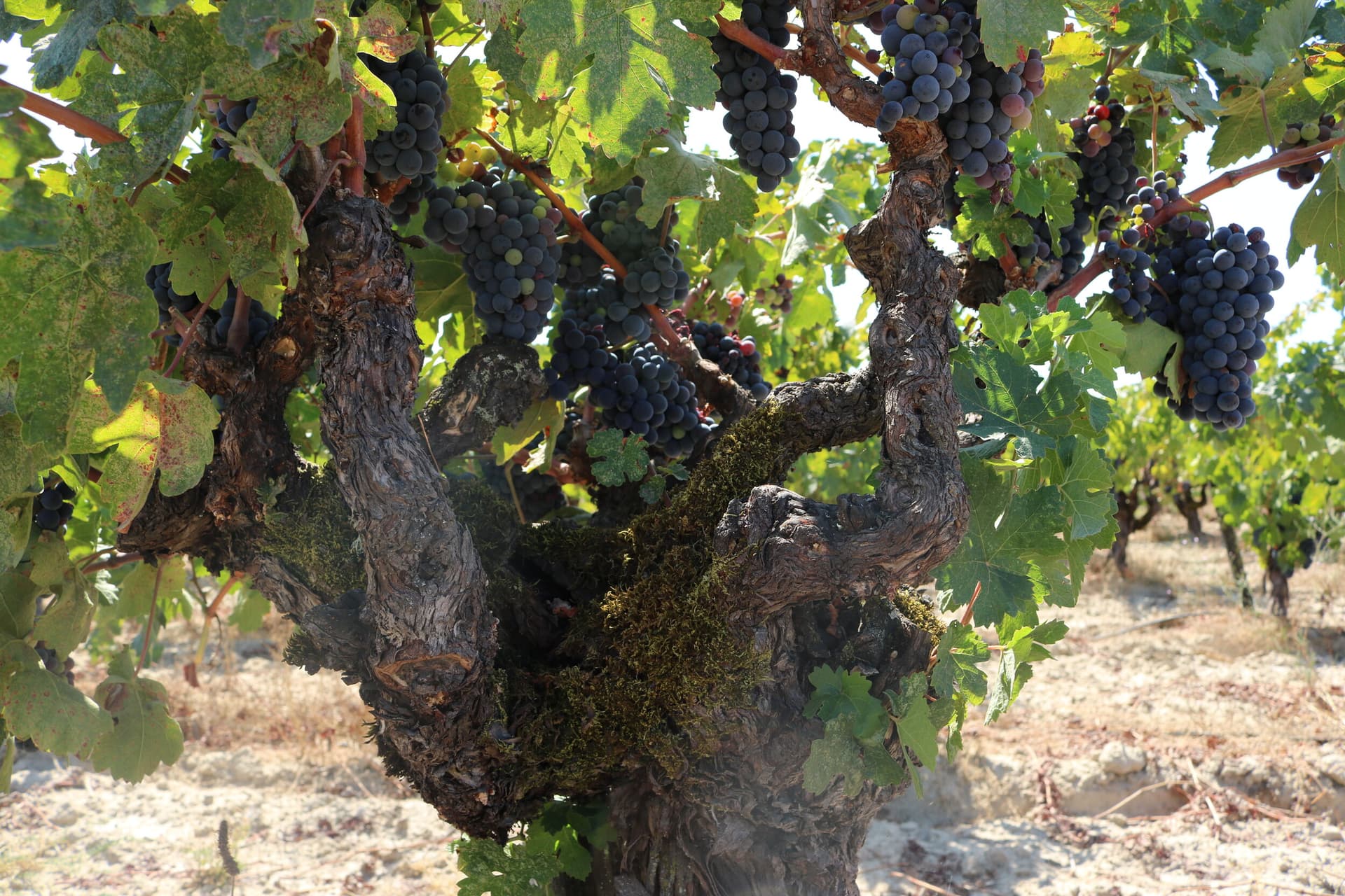 Graziano Family Of Wines