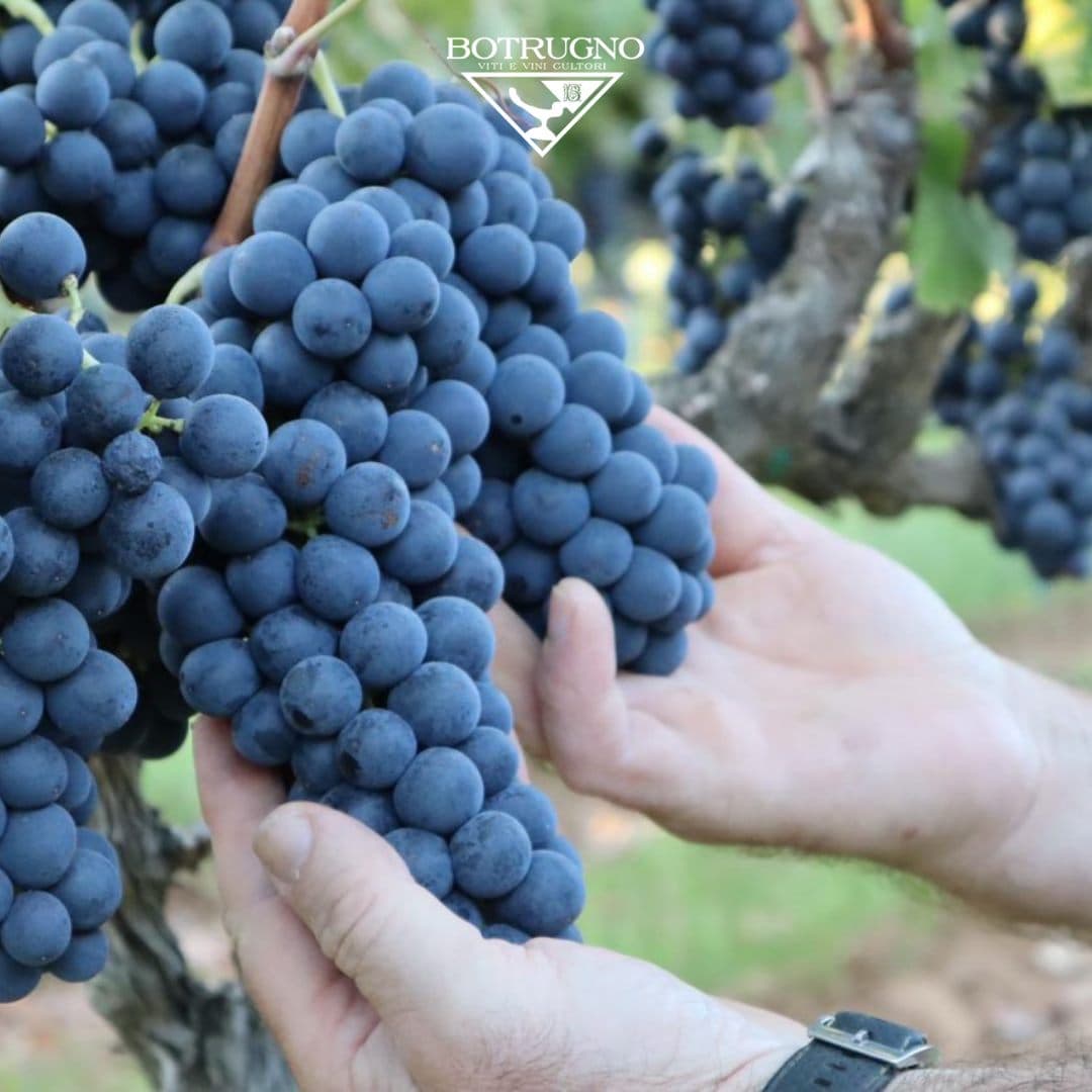 Botrugno Sergio Azienda Vitivinicola