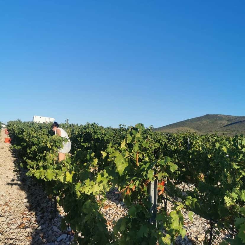 Kastel Sikuli Winery