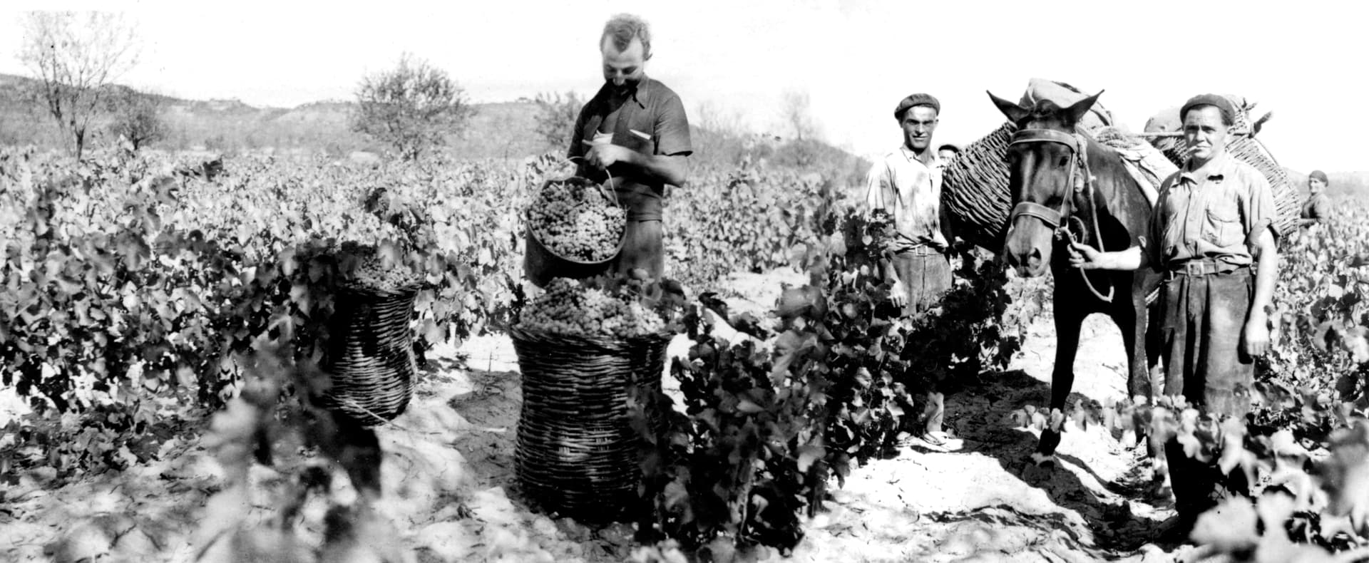 Otto Bestué Winery foto 1