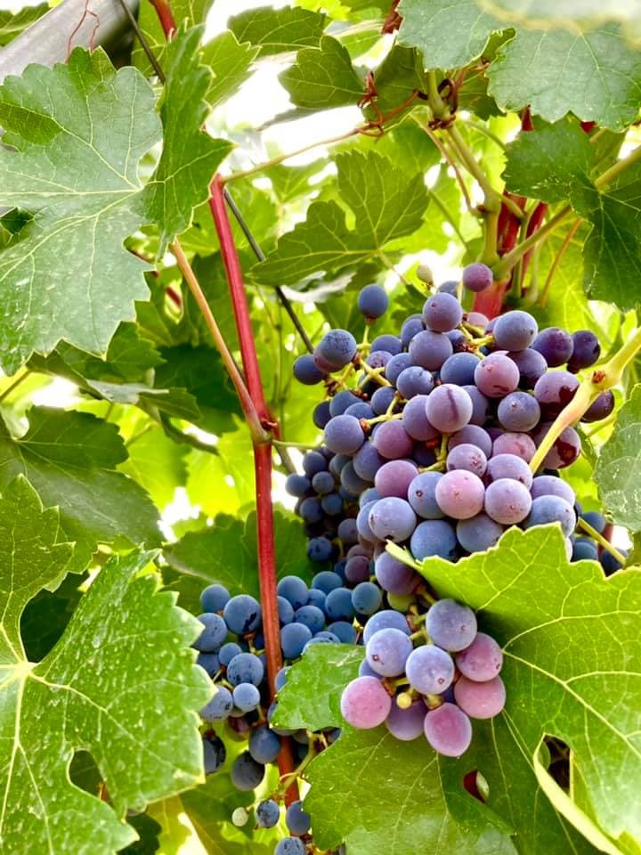 Otto Bestué Winery foto 5