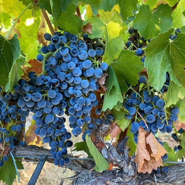 Otto Bestué Winery