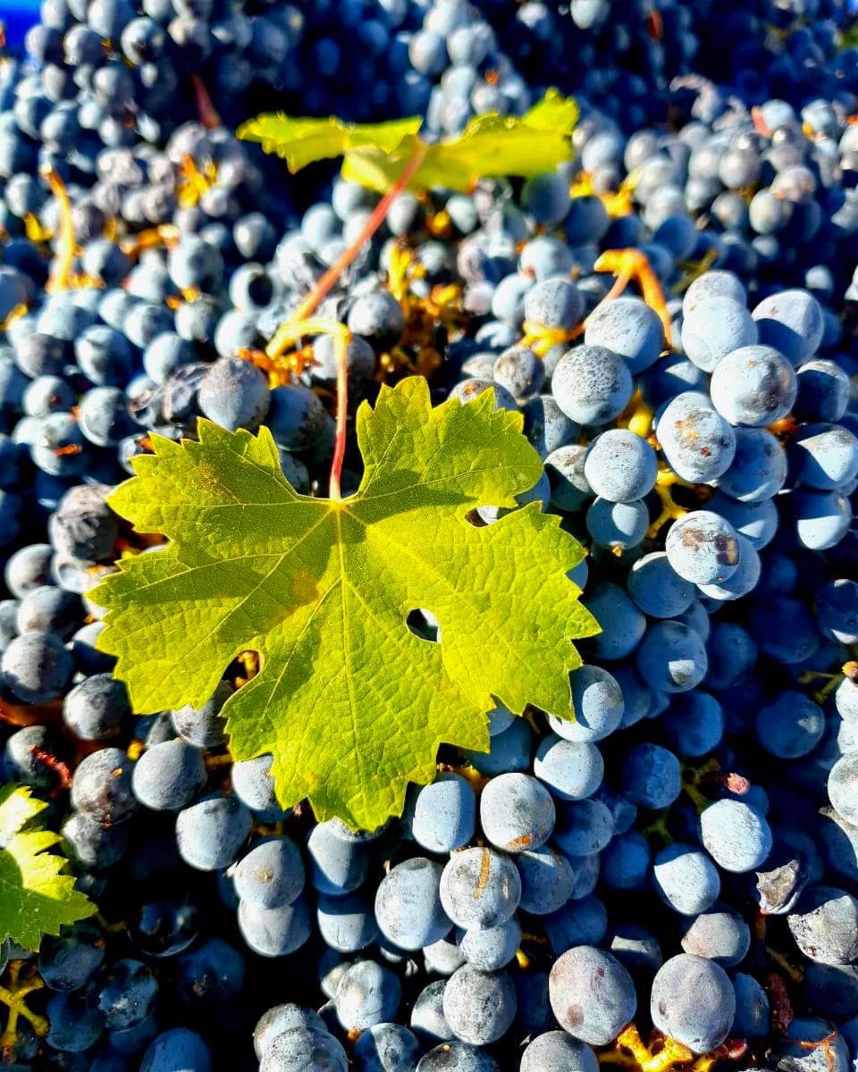 Peter Falke Wines foto 1