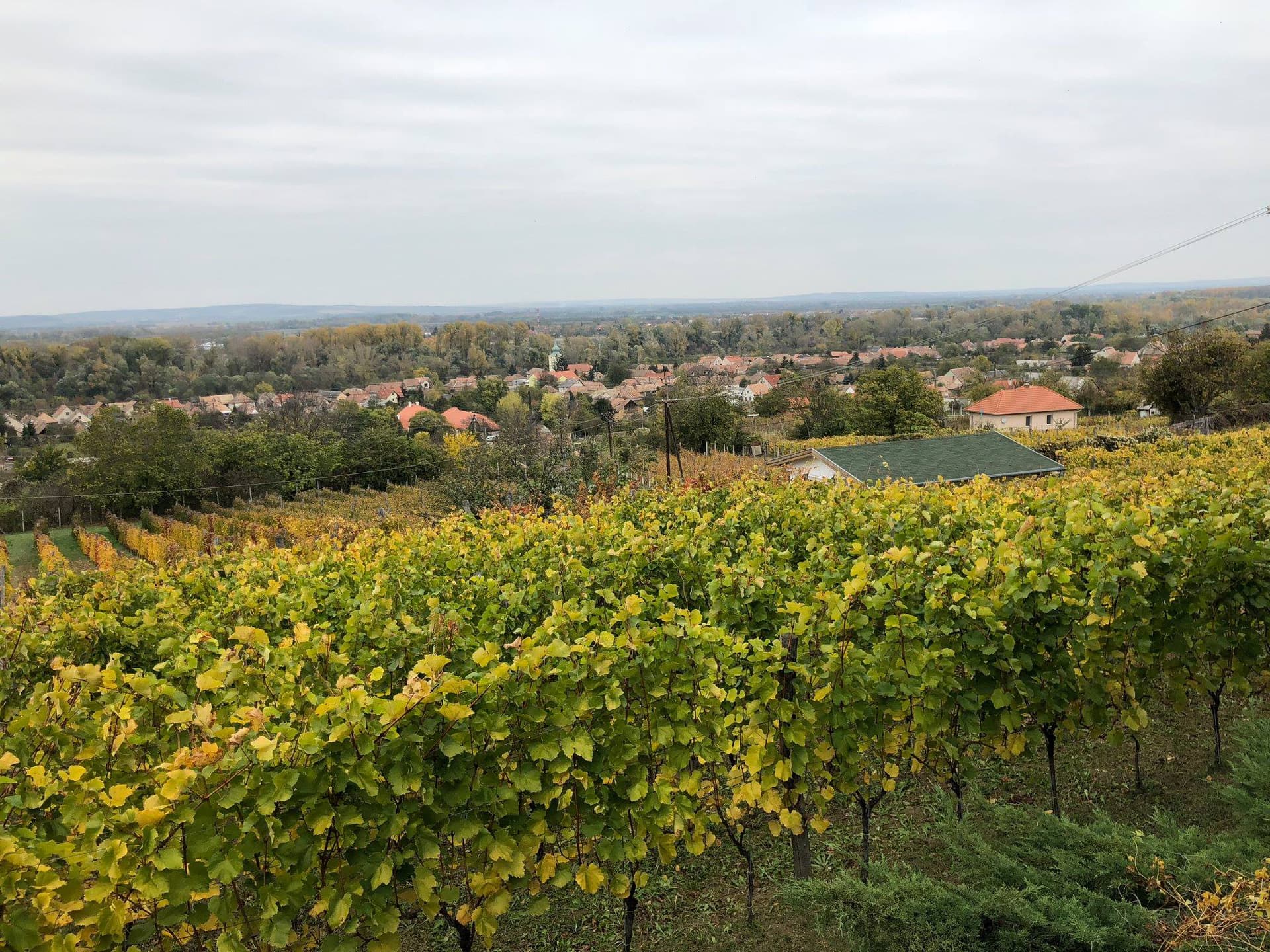 Rábai Katalin Winery photo 1