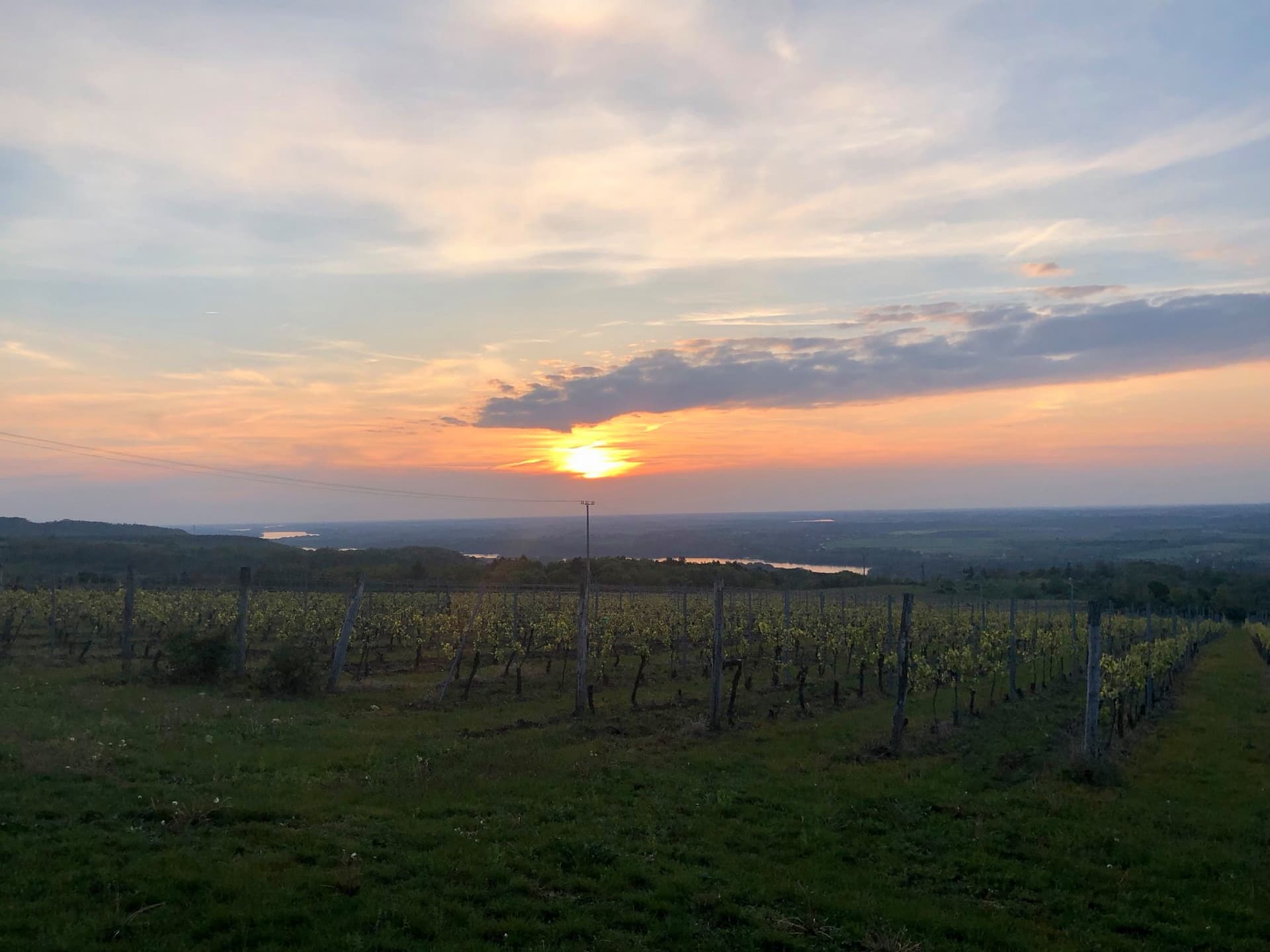Rábai Katalin Winery photo 4