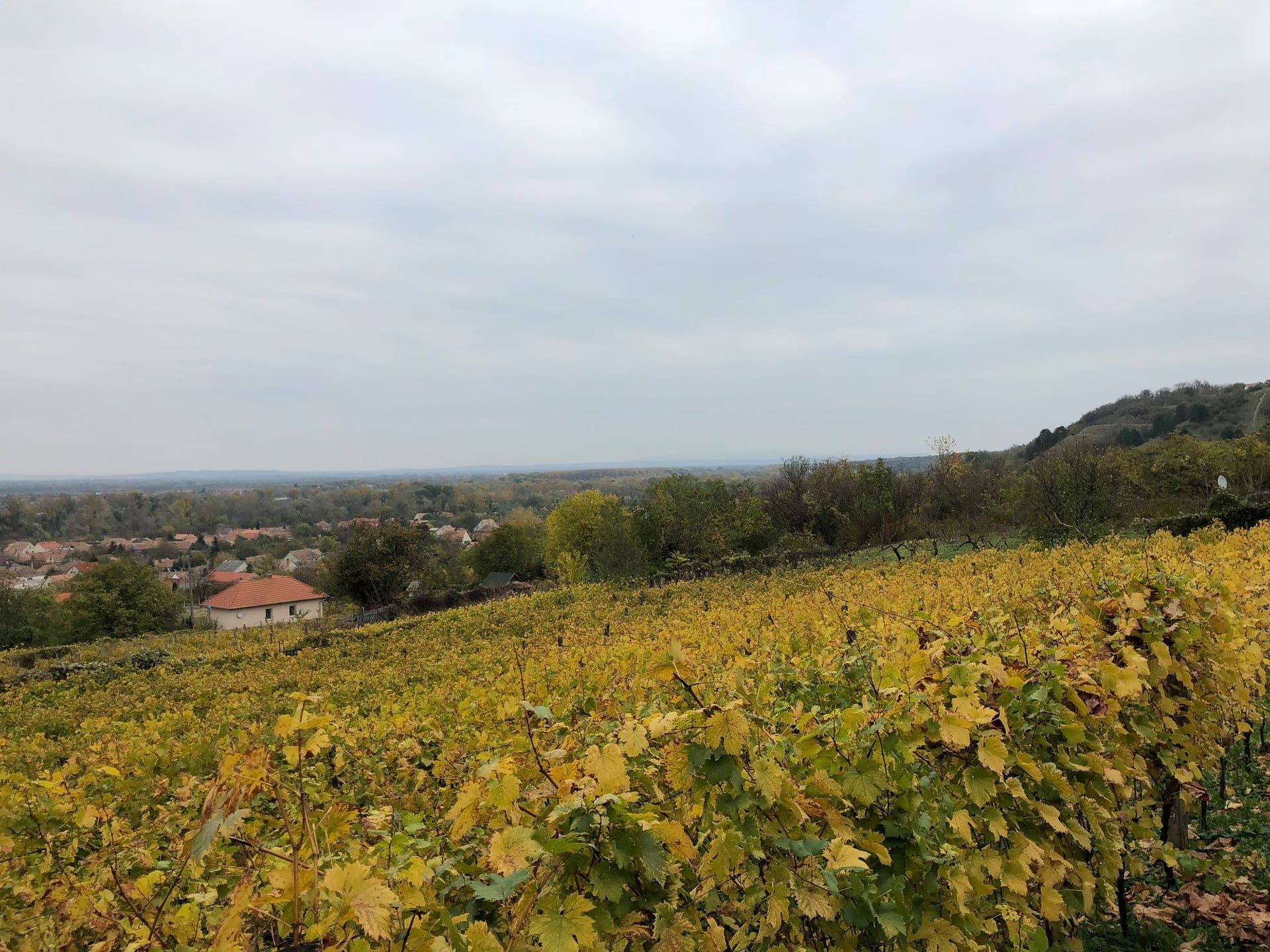 Rábai Katalin Winery photo 5