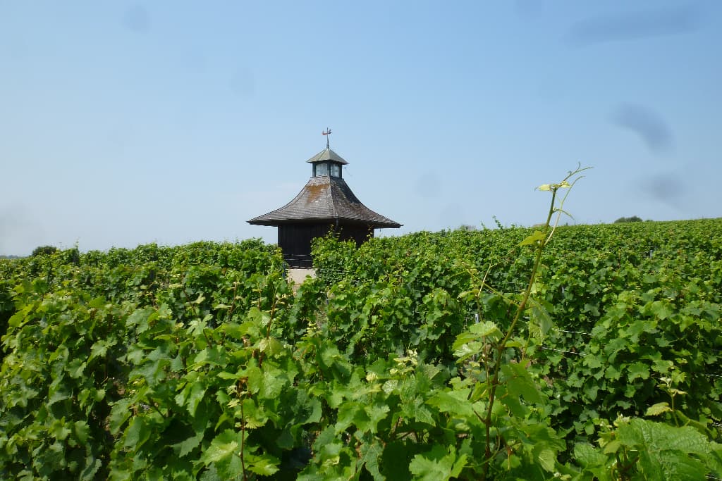 Wine Tasting and Tour at Steigler Winery