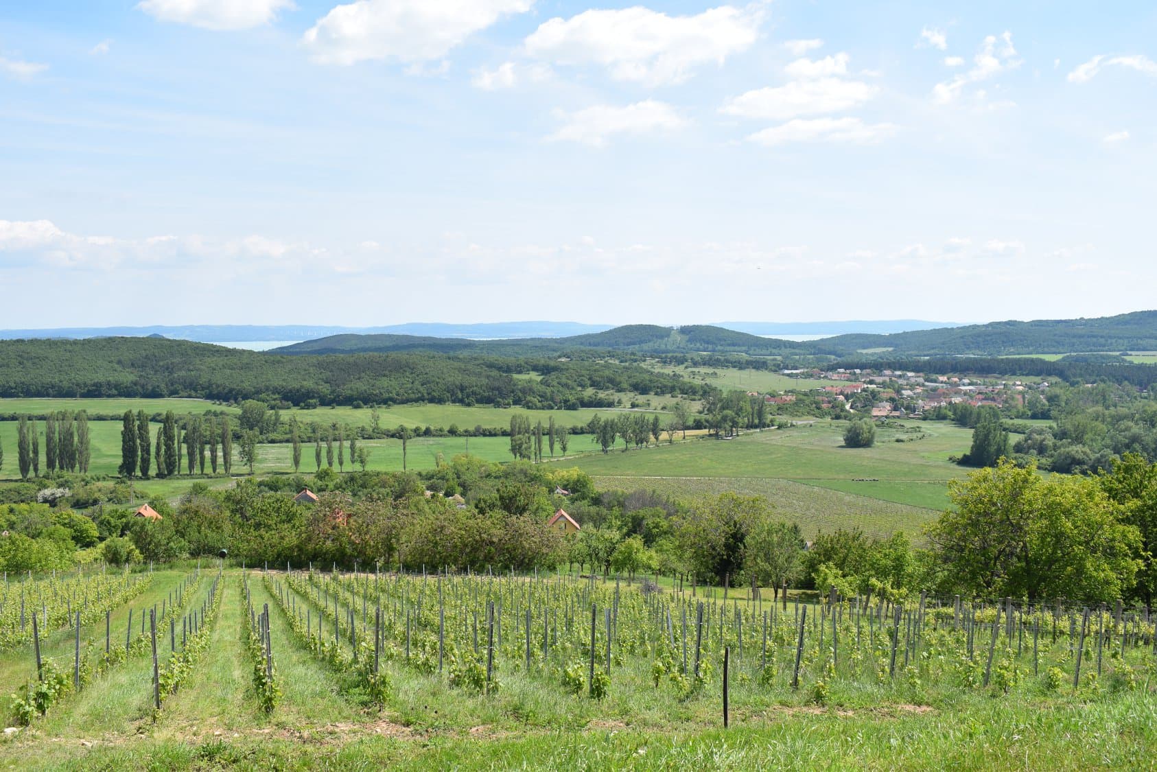 Strommer Pincészet foto 3