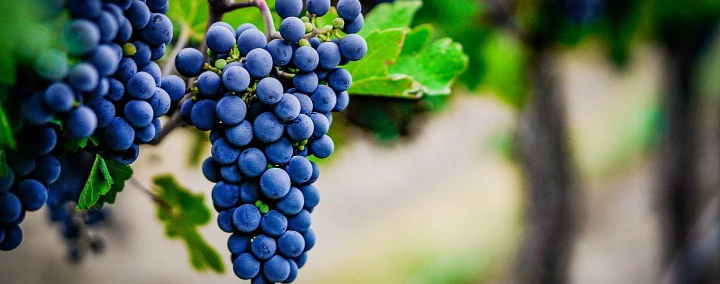 Tagaris Wines