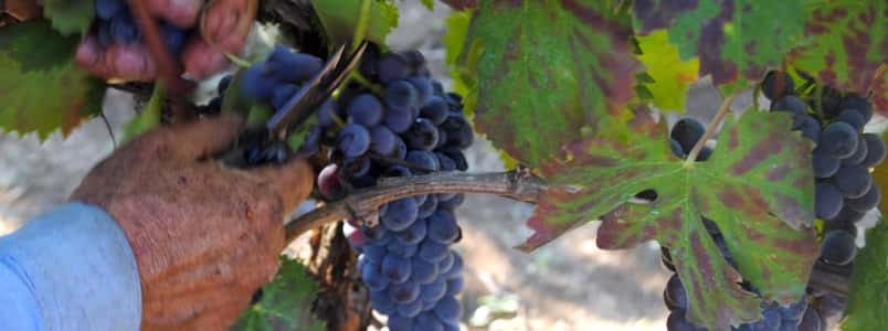 Degustação de vinhos na vinícola Le Radici del Tempo