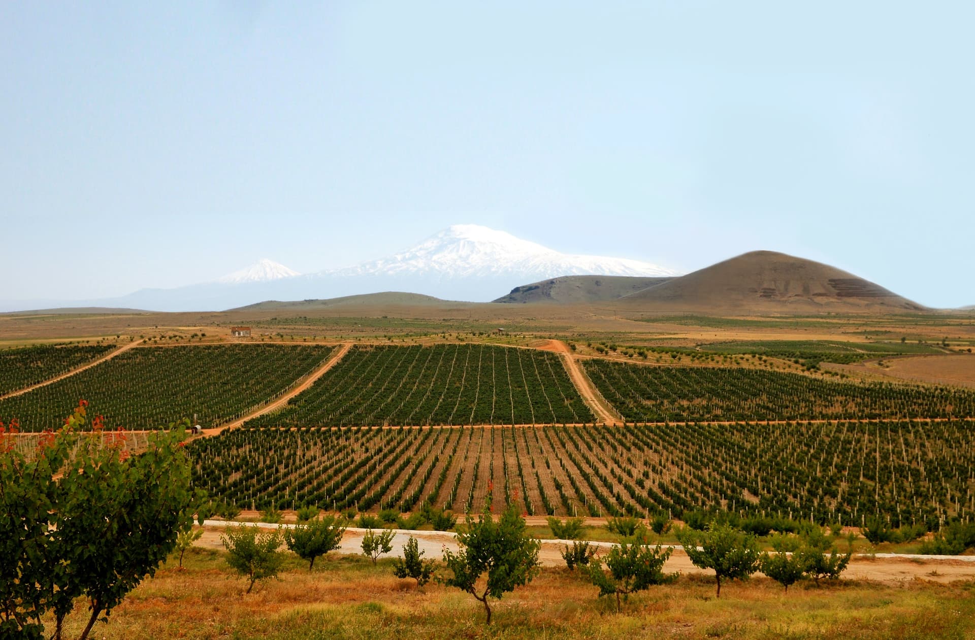 ArmAs Estate